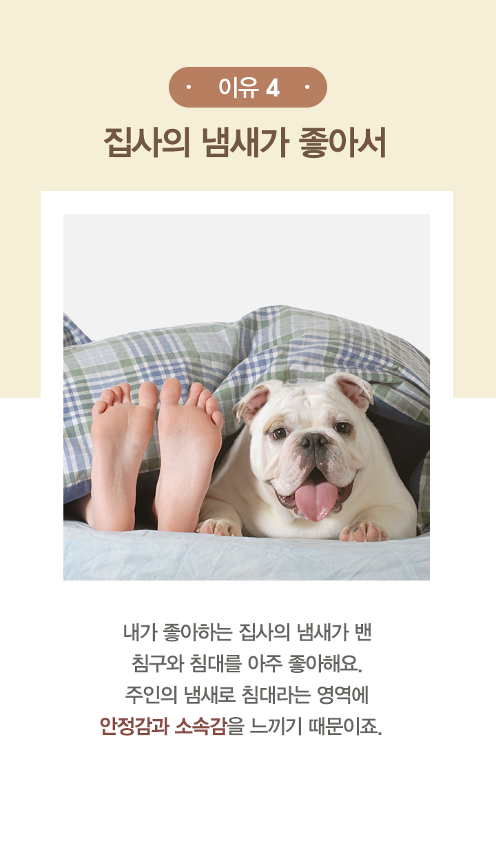 우리집 강아지가 주인과 한 침대에서 자고 싶은 이유 5 : 네이버 포스트
