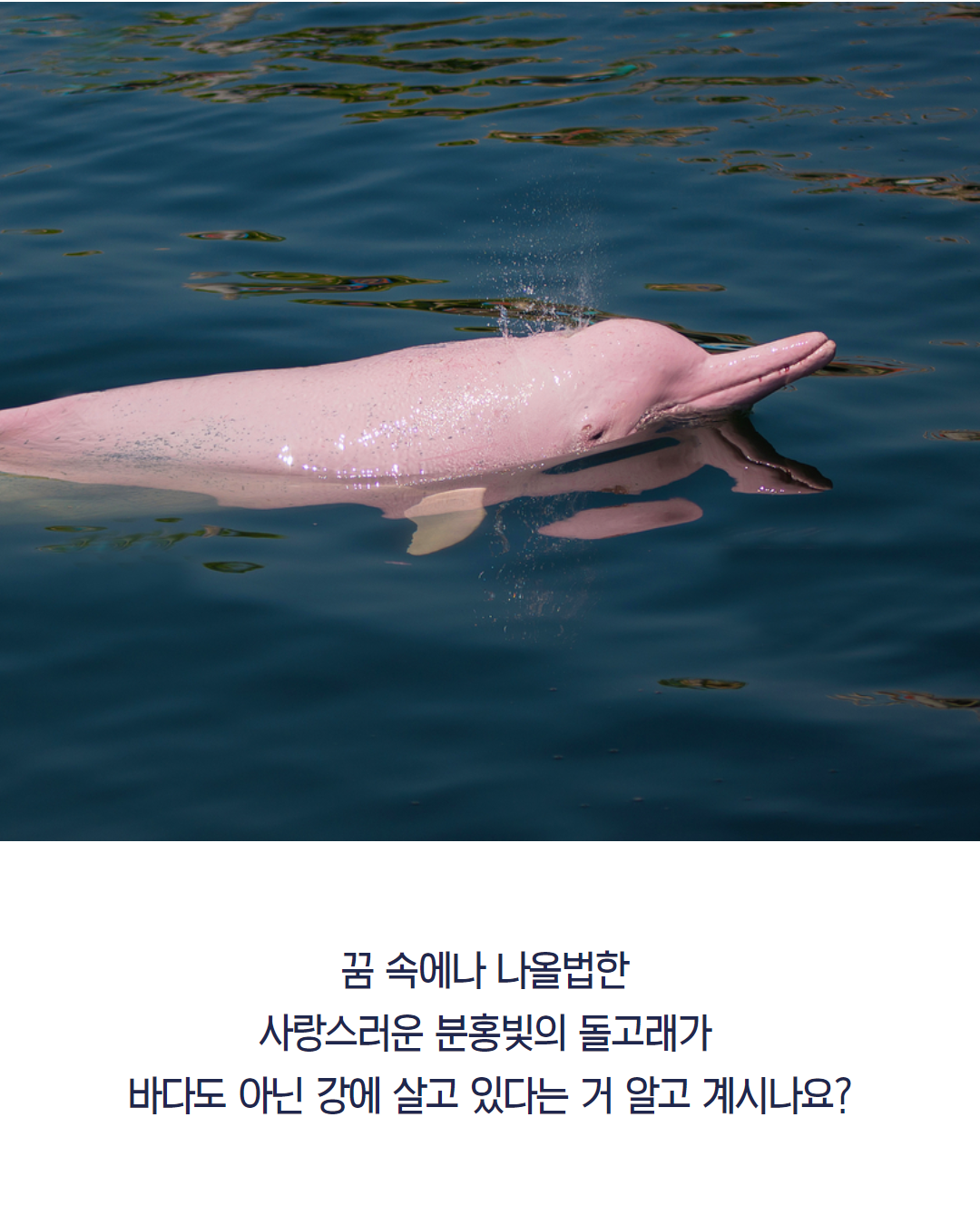 페루관광청] 페루에 분홍돌고래가 산다?! 페루 아마존강의 돌고래 : 네이버 포스트