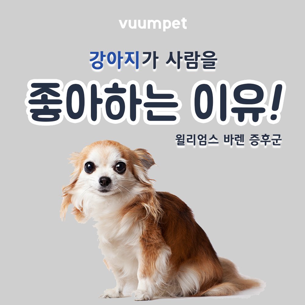 강아지가 사람을 좋아하는 이유! 윌리엄스 바렌 증후군 : 네이버 포스트