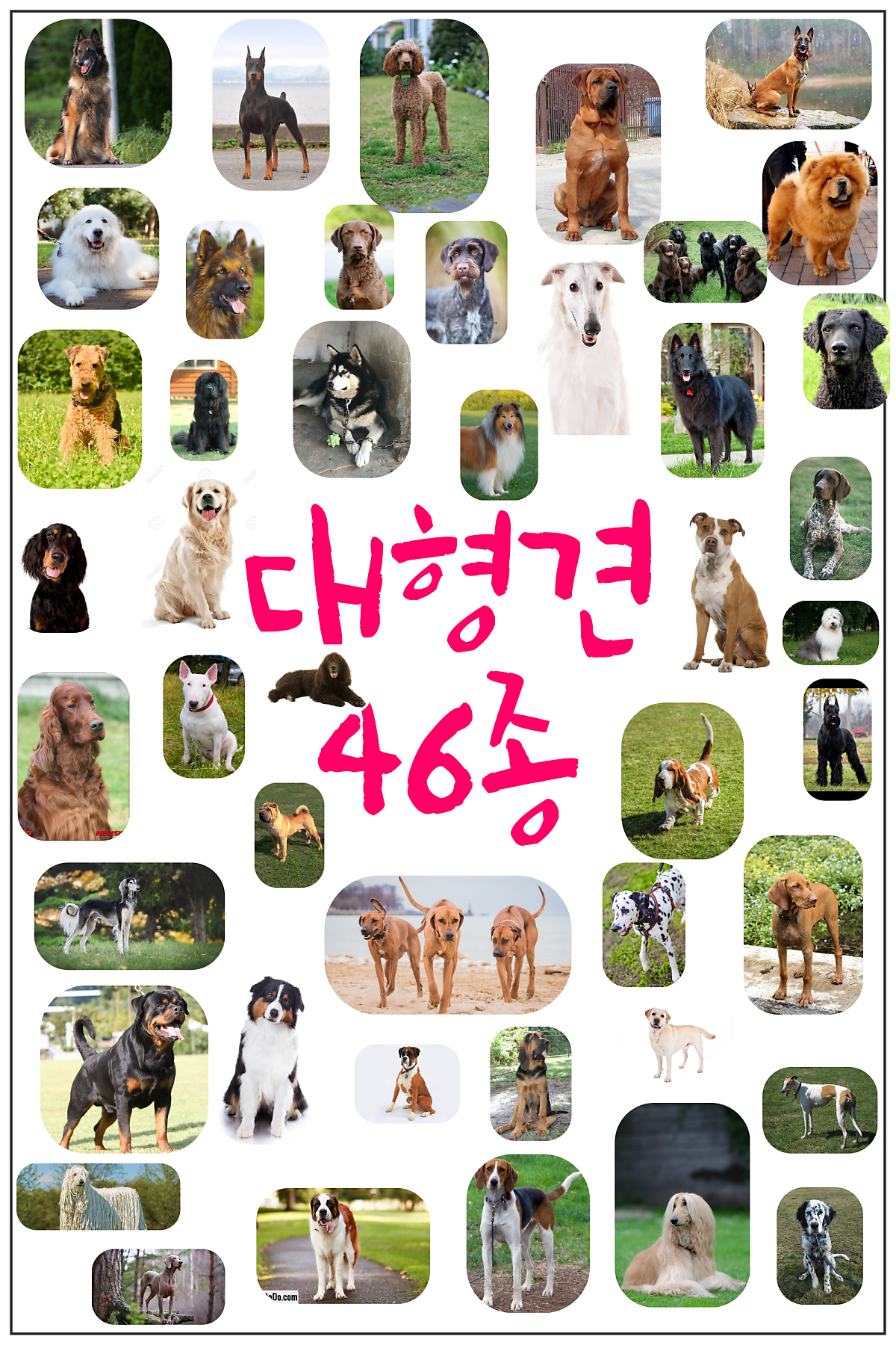 강아지 종류 대형견편 46종 : 네이버 포스트