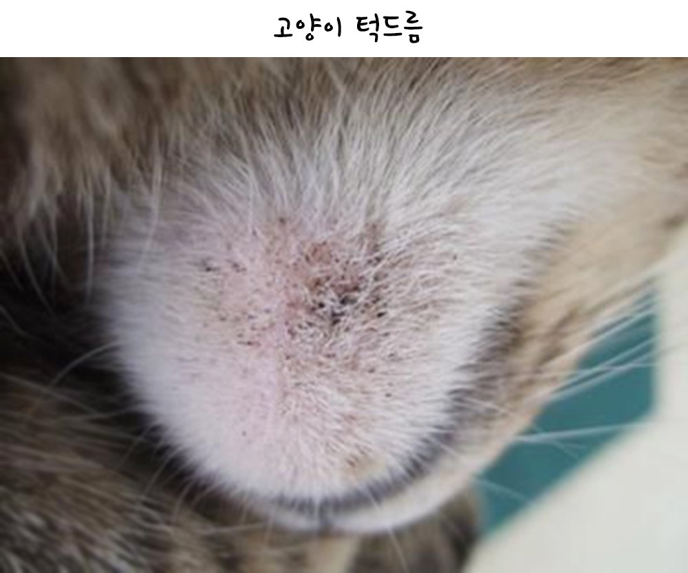 고양이 턱드름? 고양이 여드름 증상과 원인 : 네이버 포스트