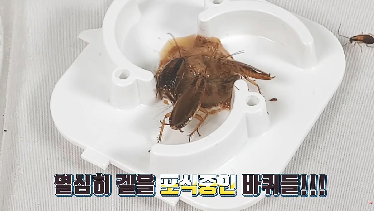 바퀴벌레약 효과가 있을까!(직접실험) : 네이버 포스트