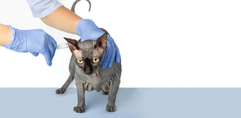 кастрированный кот донской сфинкс. сфинксы после стерилизации. кастрированный канадский сфинкс. кастрация сфинкса канадского. сфинксы после стерилизации.