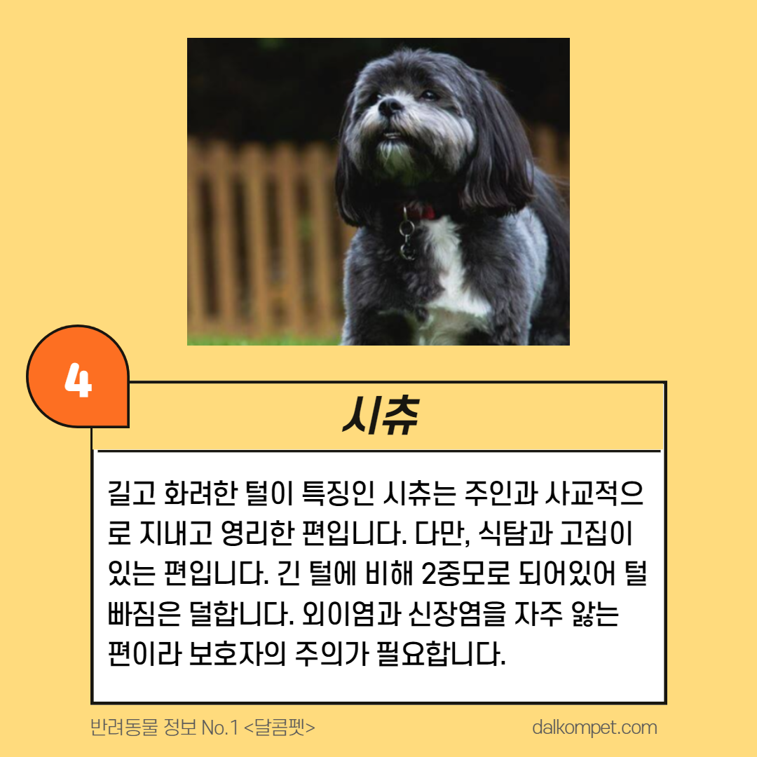 강아지 종류 모음 - 인기 애완견 Top5 : 네이버 포스트