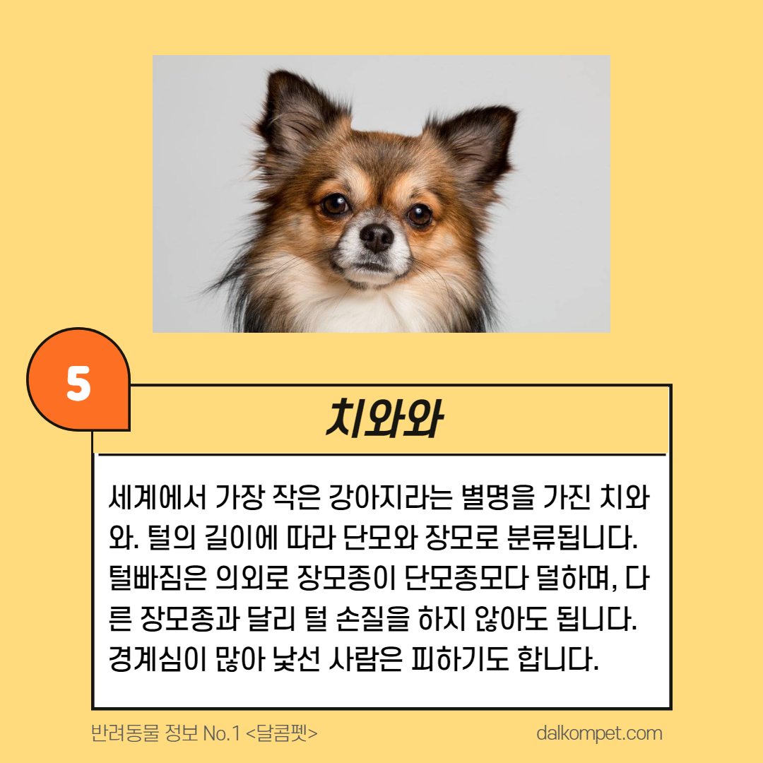 강아지 종류 모음 - 인기 애완견 Top5 : 네이버 포스트