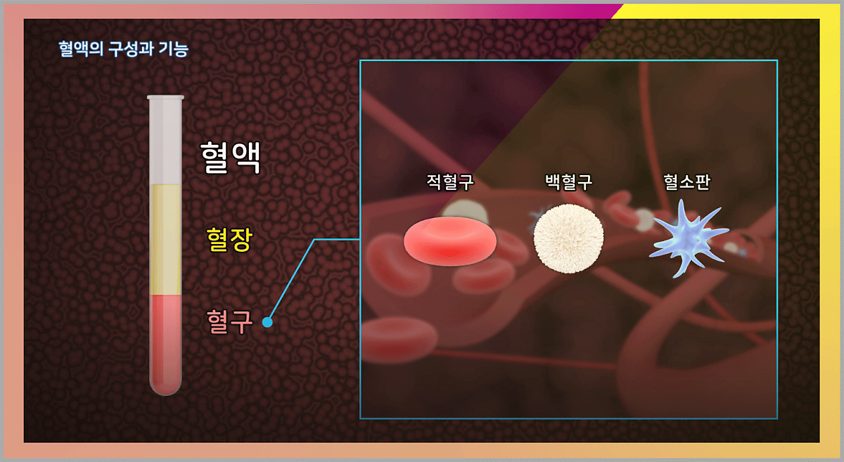 백혈구 수치 높이는 음식 살펴보고 챙겨먹어요 : 네이버 포스트