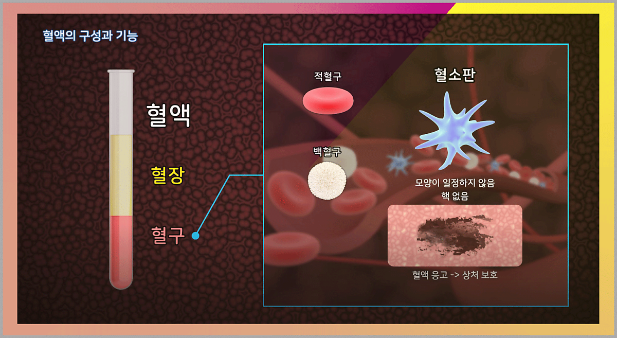 백혈구 수치 높이는 음식 살펴보고 챙겨먹어요 : 네이버 포스트