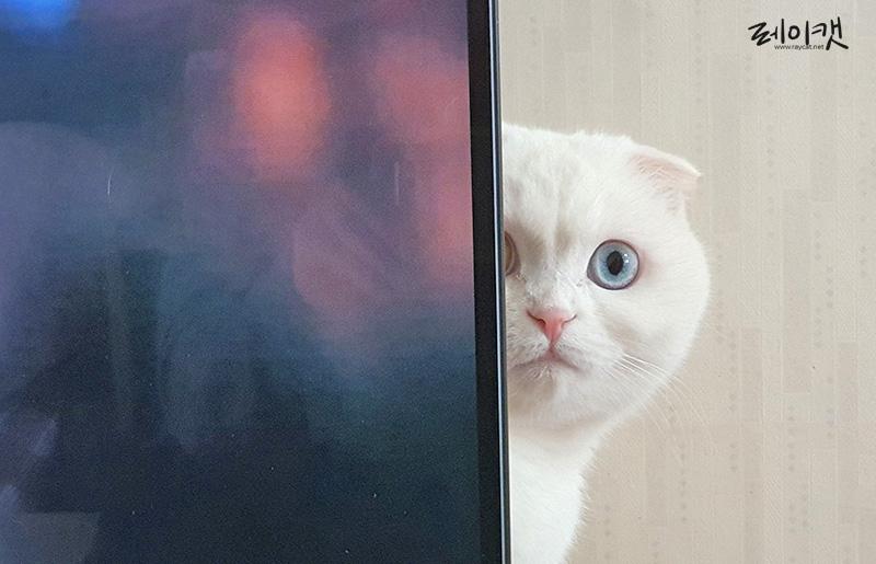 고양이가 집사를 빤히 쳐다보는 3가지 이유 : 네이버 포스트