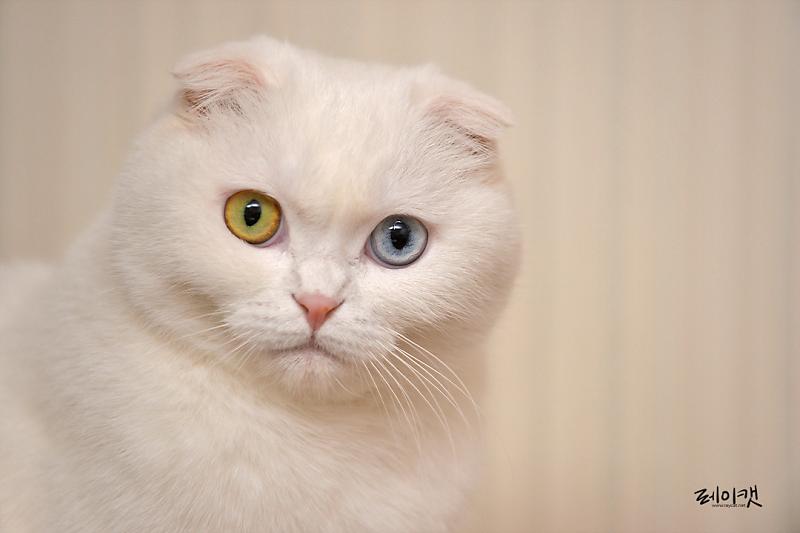 고양이가 집사를 빤히 쳐다보는 3가지 이유 : 네이버 포스트