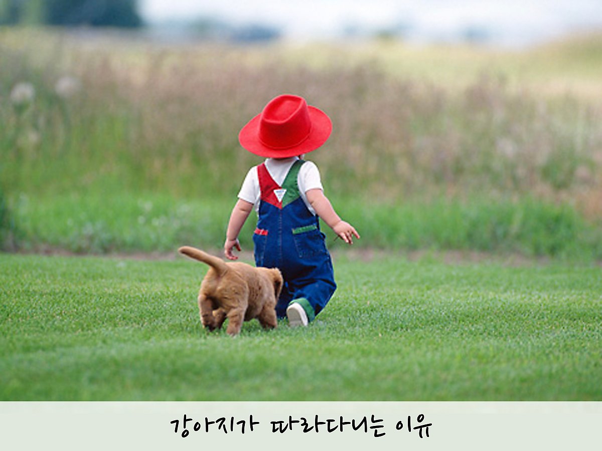 강아지가 나만 따라다니는 이유 4가지 : 네이버 포스트