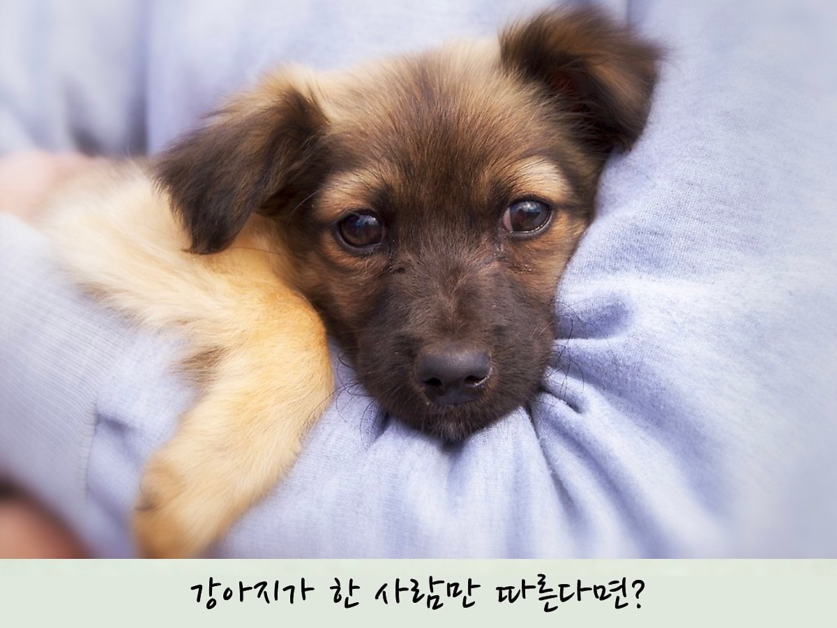 강아지가 나만 따라다니는 이유 4가지 : 네이버 포스트