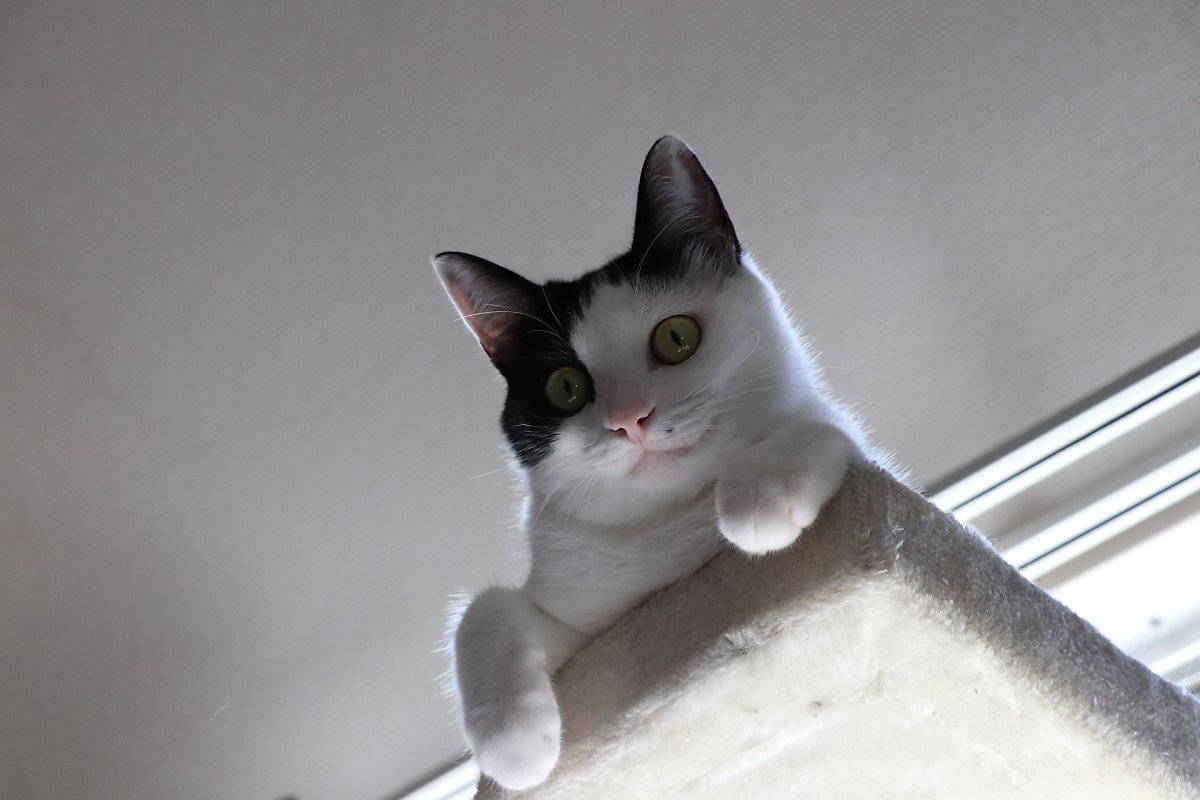 꿇어라옹!
