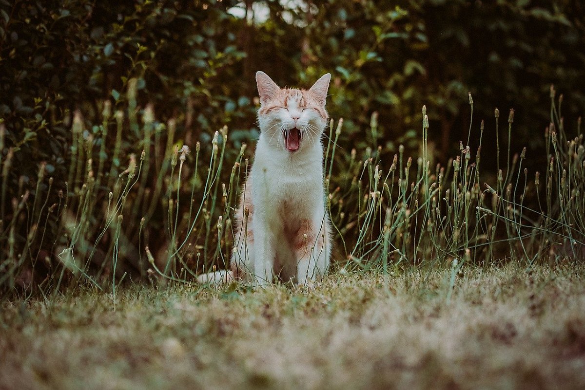 모래와 스트레스가 원인? 고양이 특발성 방광염 Fic : 네이버 포스트