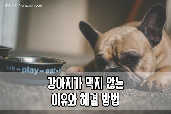강아지가 젖을 먹지 않을 때 어떻게 하시나요