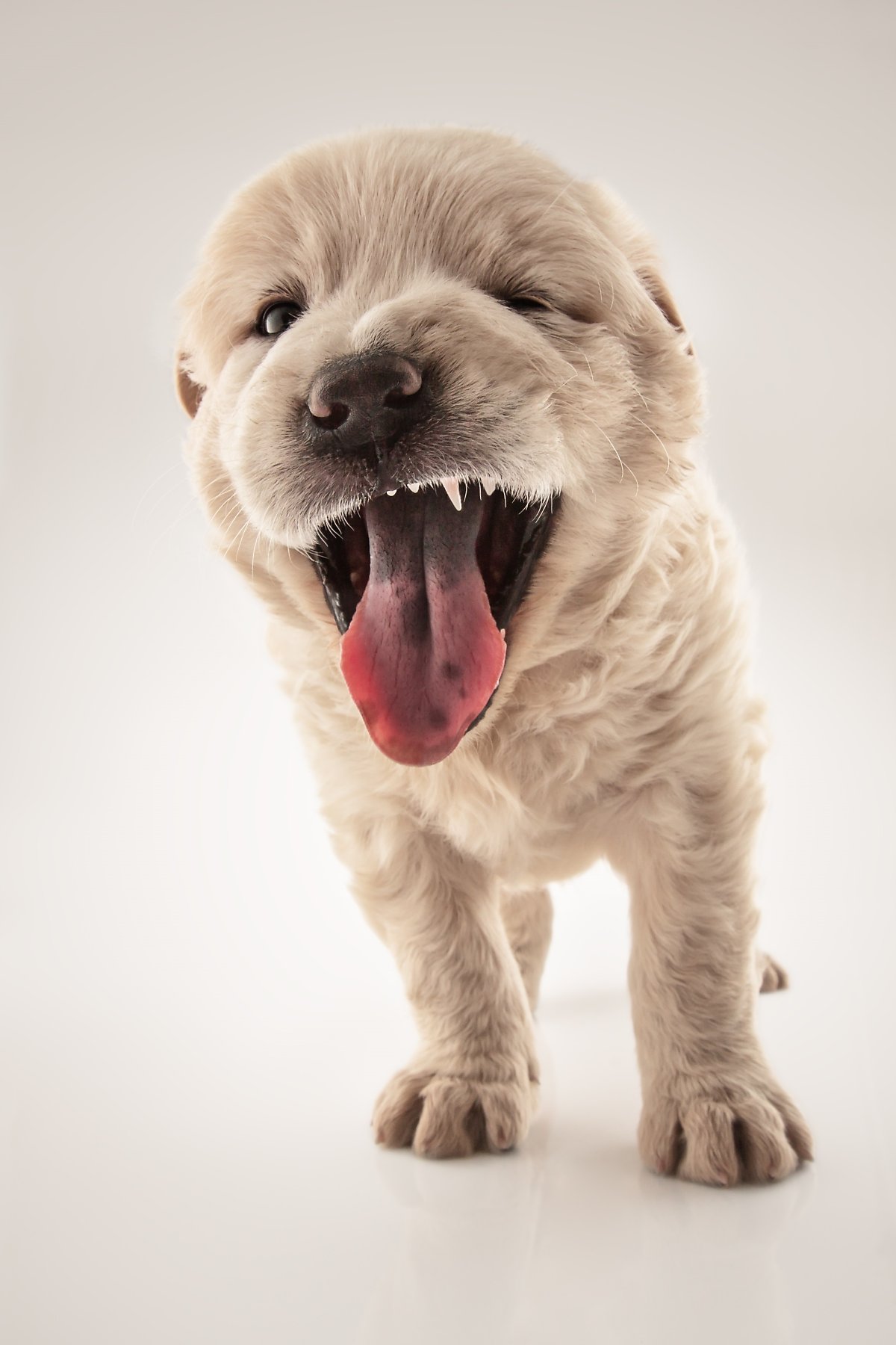 강아지 혀 색깔로 보는 건강상태 : 네이버 포스트