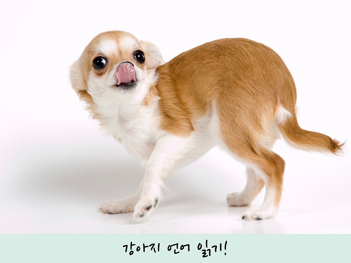 강아지 언어 카밍 시그널 읽는법 5가지 : 네이버 포스트