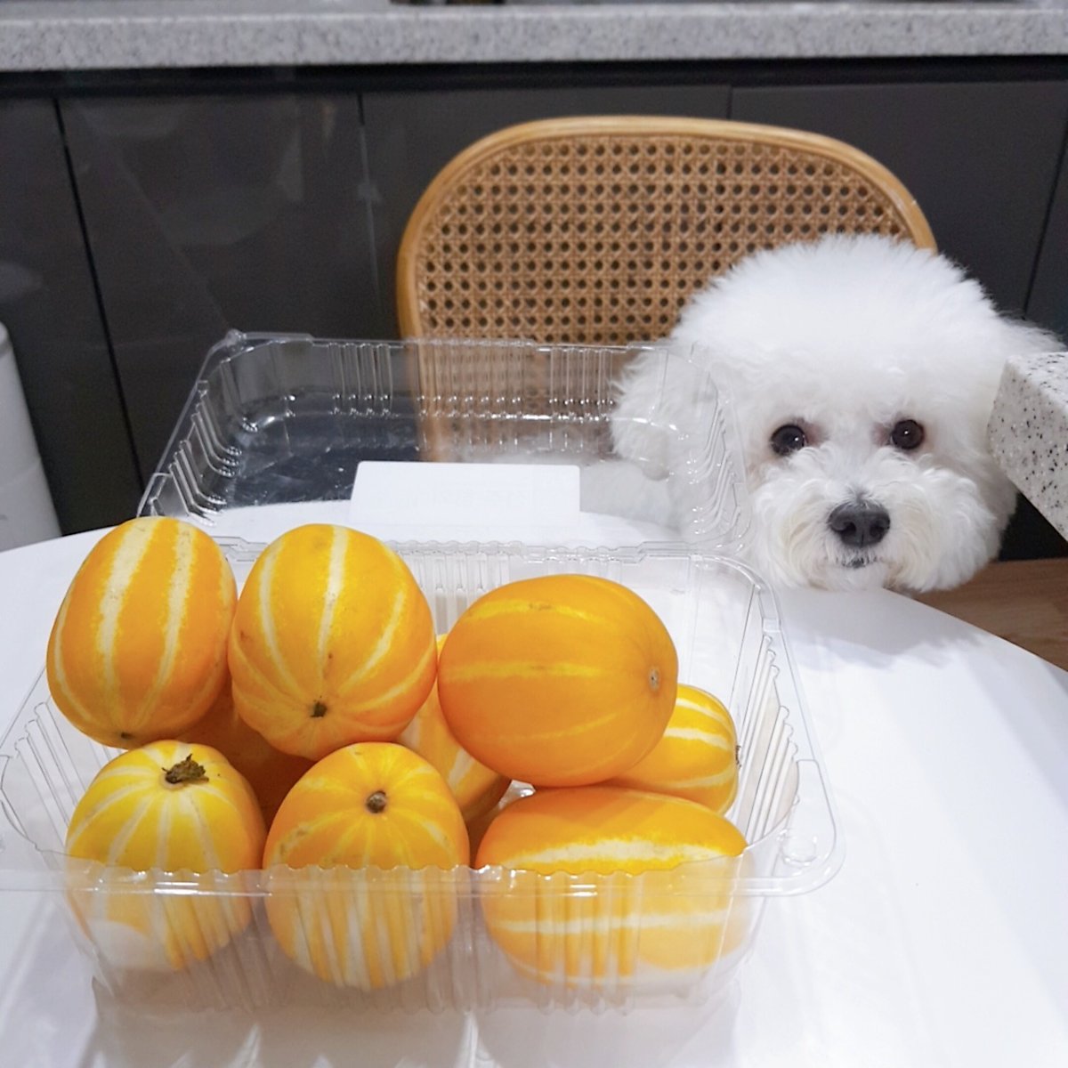 강아지 참외 먹어도 될까 참외씨는 위험해요 : 네이버 포스트