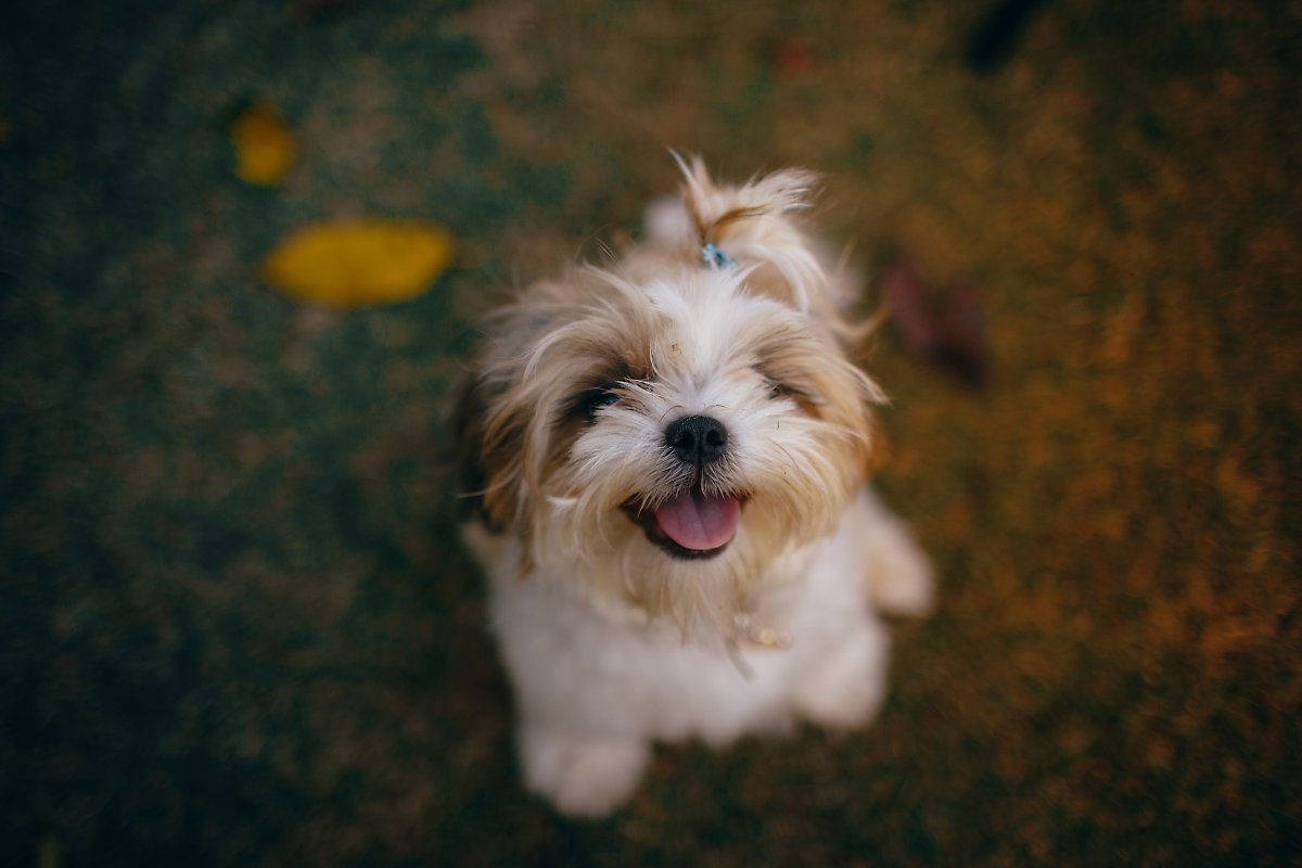 짖지 않는 강아지 걱정해야 하나요? 강아지가 안짖는 5가지 이유 : 네이버 포스트