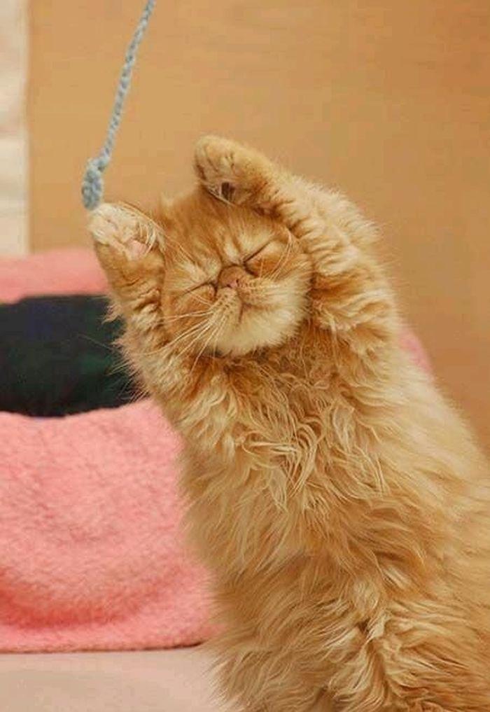 집사가 놀아주려고 장난감 흔들자 눈 꼭 감고 장난감 쫒는 고양이의 귀여운 표정 : 네이버 포스트