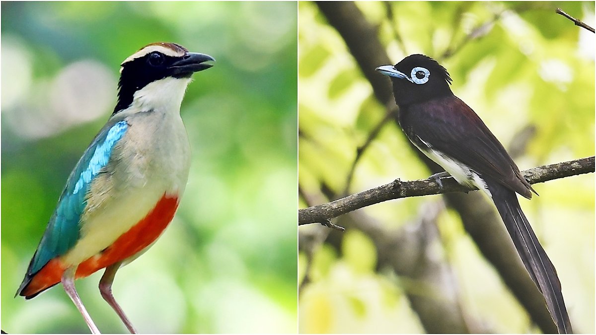 멸종 위기 새가 자주 보인다'라는 소식이 마냥 반갑지만 않은 이유 : 네이버 포스트