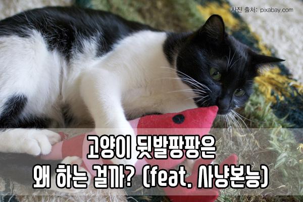고양이 뒷발팡팡은 왜 하는 걸까? (Feat. 사냥본능) : 네이버 포스트