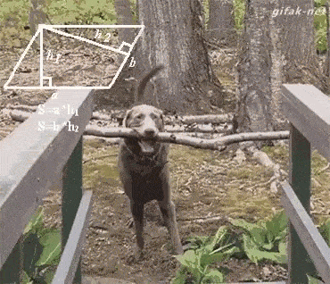 개가 나무 주위를 파지 못하게 하는 방법
