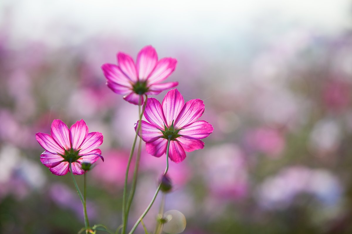 가을에 피는 꽃과 꽃말 함께 알아보자♥ : 네이버 포스트