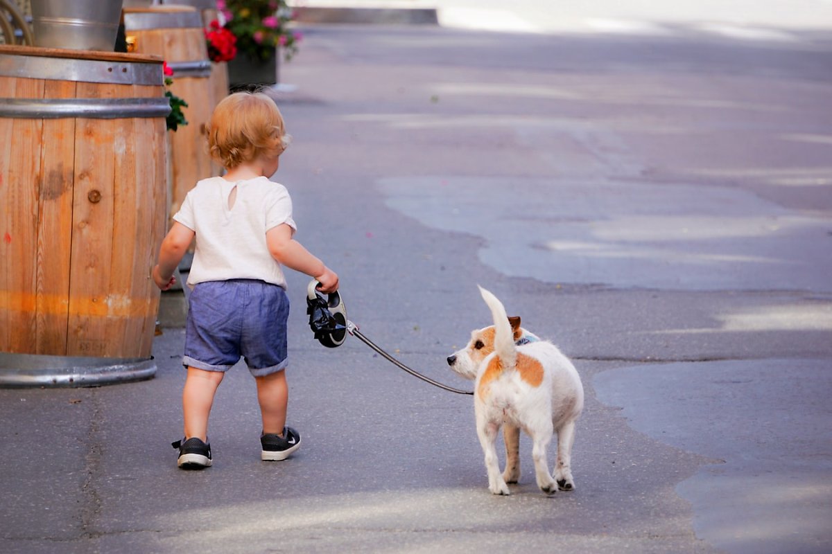 강아지가 산책 중 주인을 바라보는 이유 : 네이버 포스트