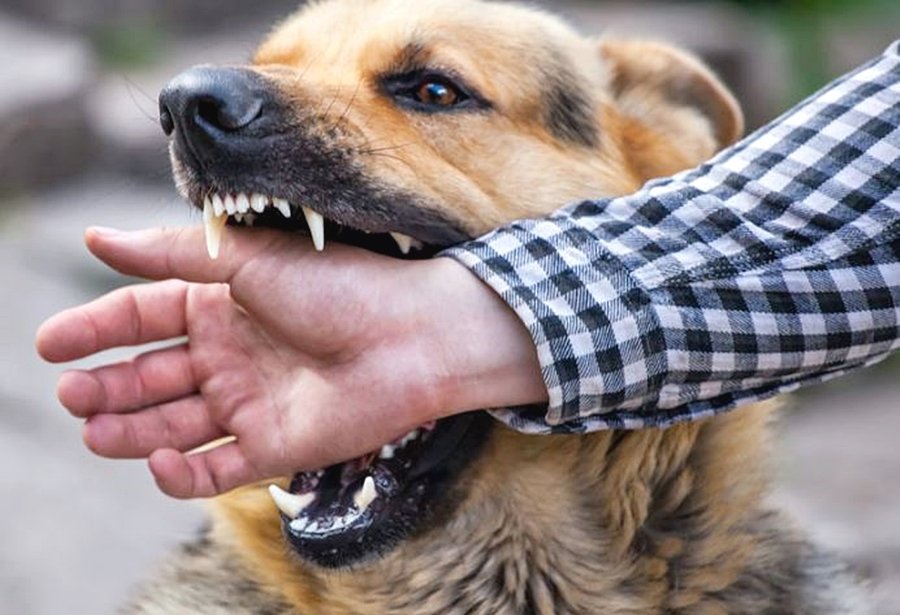 강아지한테 물렸을 때 대처방법 이렇게 하세요! : 네이버 포스트