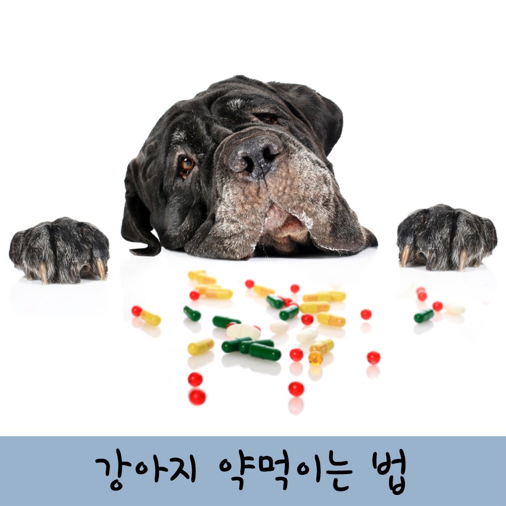 강아지 약먹이는법! Tip 3가지 : 네이버 포스트