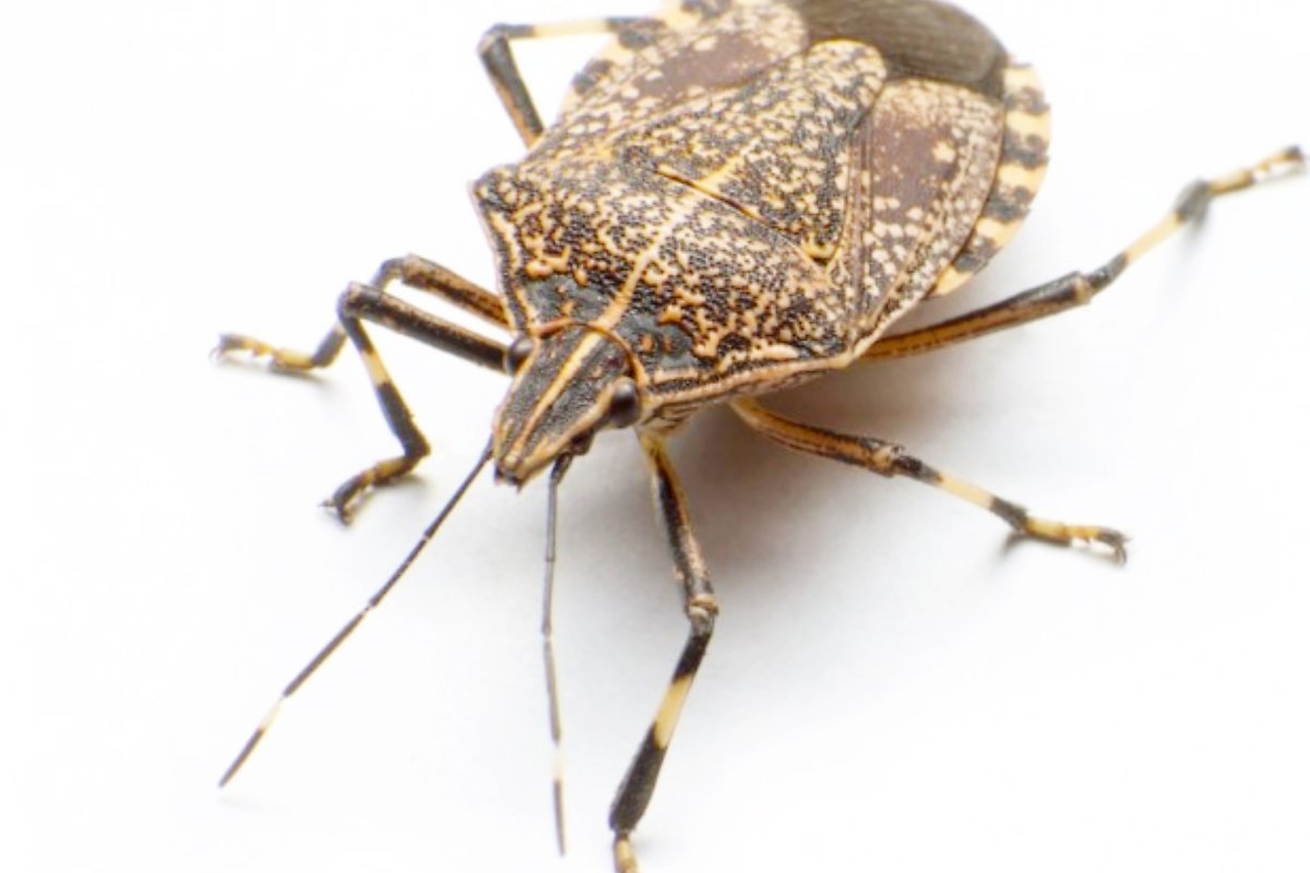 만지면 지독한 냄새나는 방구벌레 : 네이버 포스트