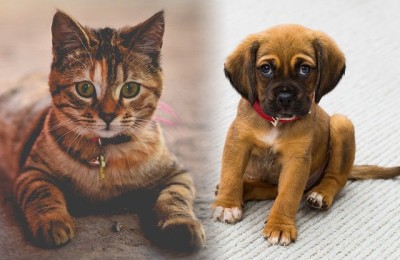 반려동물로 고양이가 개보다 나은 10가지 이유 : 네이버 포스트