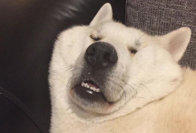 프사 없는 사람을 위한 웃긴 강아지 짤 모음 : 네이버 포스트