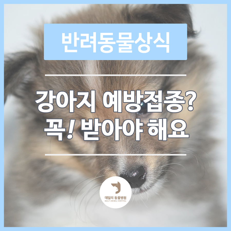 강아지진료동물병원 강아지 예방접종 받아야 하는 이유?