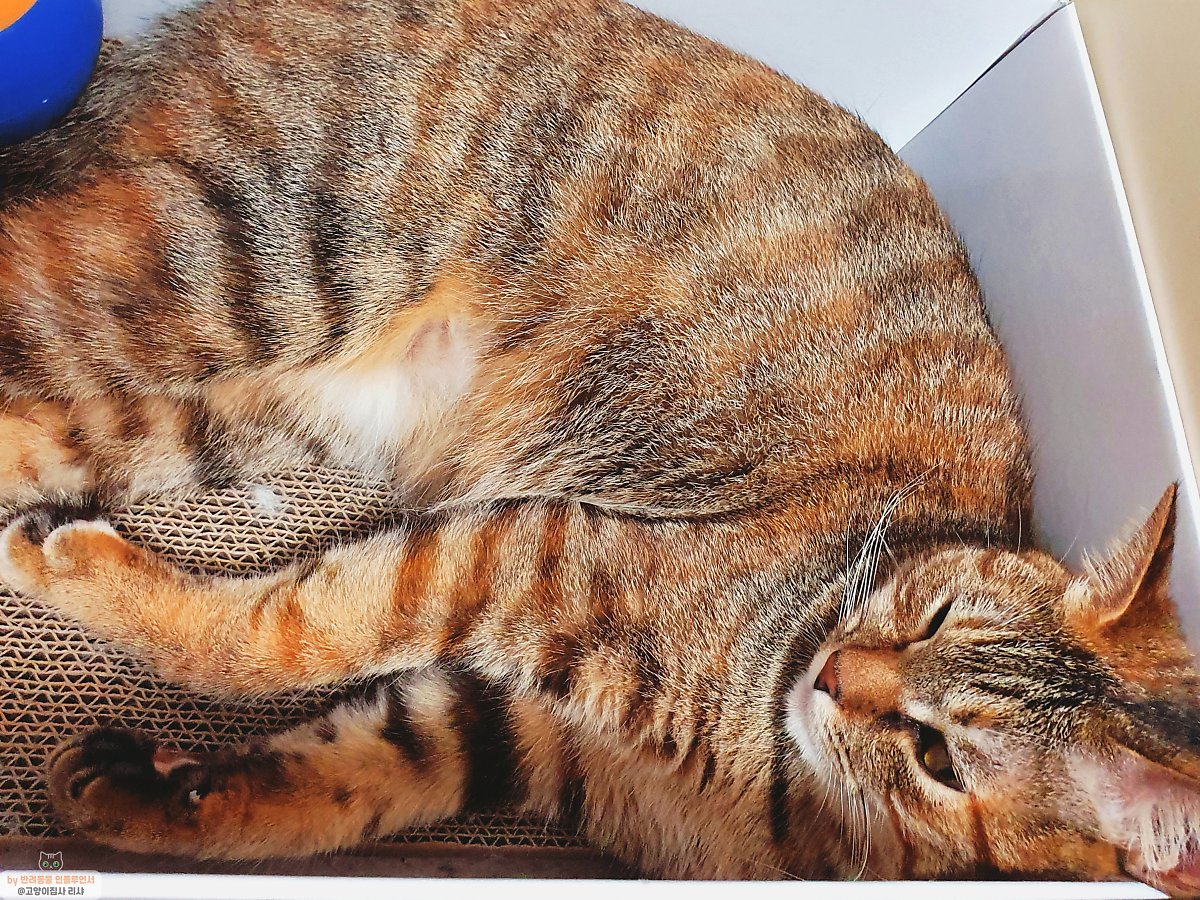 고양이 토하는 이유 및 대처법은? : 네이버 포스트
