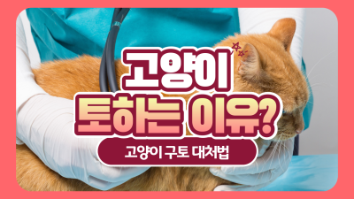 고양이 토하는 이유 및 대처법은?