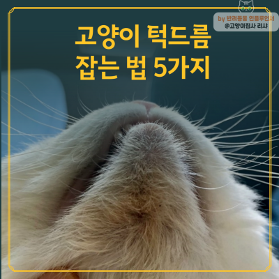 고양이 턱드름 잡는 법 5가지