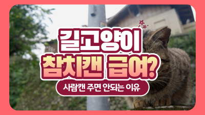 길고양이에게 사람 참치캔 주면 위험한 이유