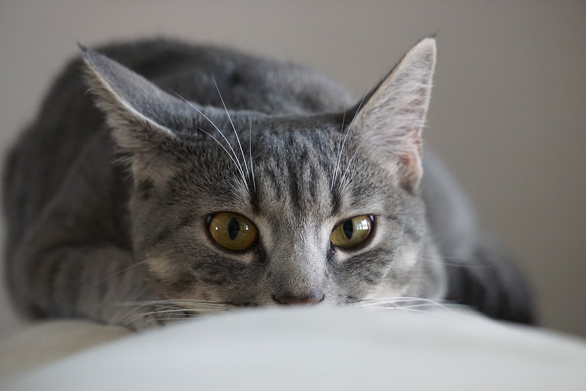 고양이 집에 혼자 두고 집을 비워도 될까? : 네이버 포스트