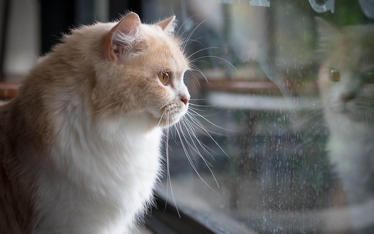 고양이 집에 혼자 두고 집을 비워도 될까? : 네이버 포스트