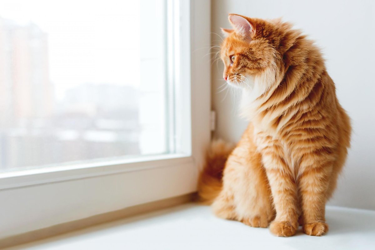 고양이 집에 혼자 두고 집을 비워도 될까? : 네이버 포스트