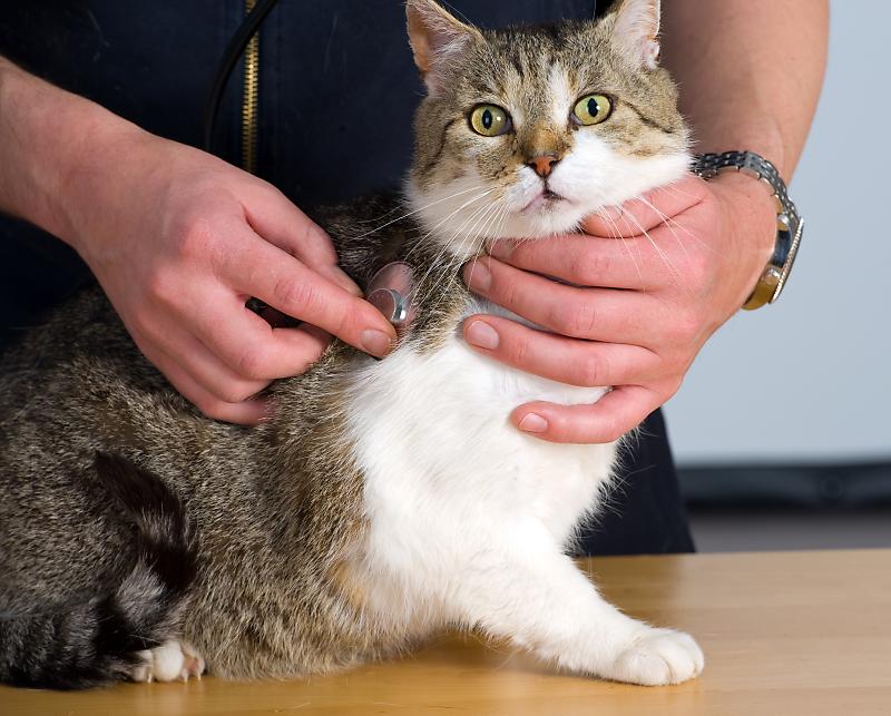 고양이 천식 원인과 증상 : 네이버 포스트