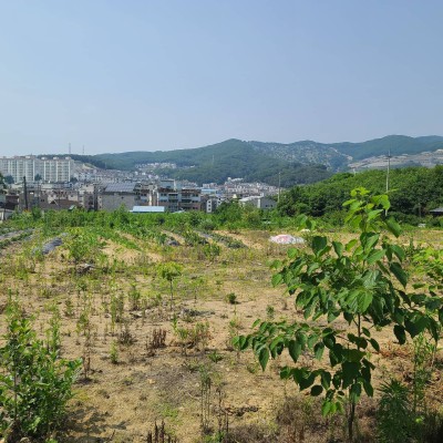 한 번도 경험하지 못한 나라에서 대파키우기 Tip