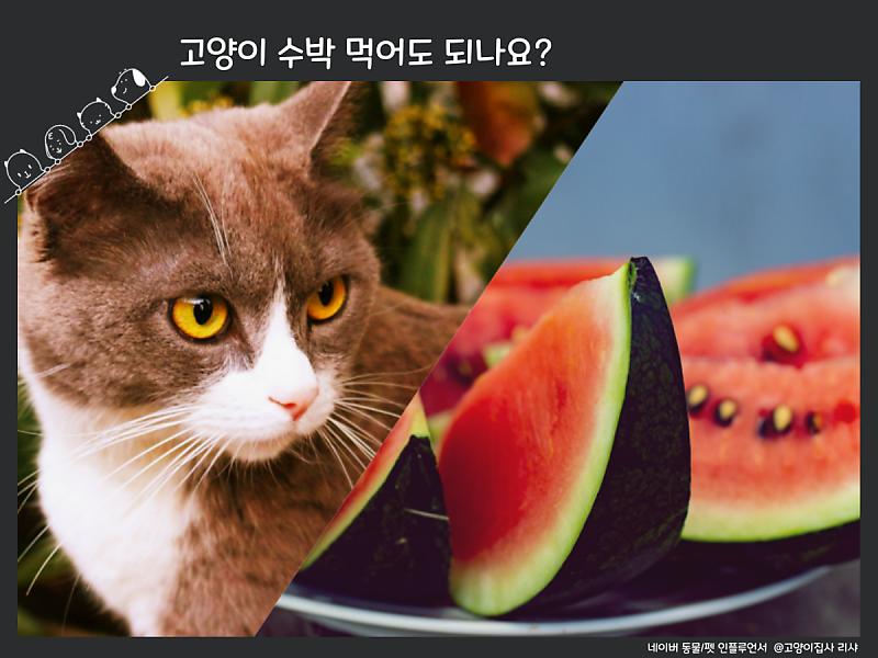 고양이 참외와 수박 먹어도 될까?(F. 여름 제철 과일) : 네이버 포스트