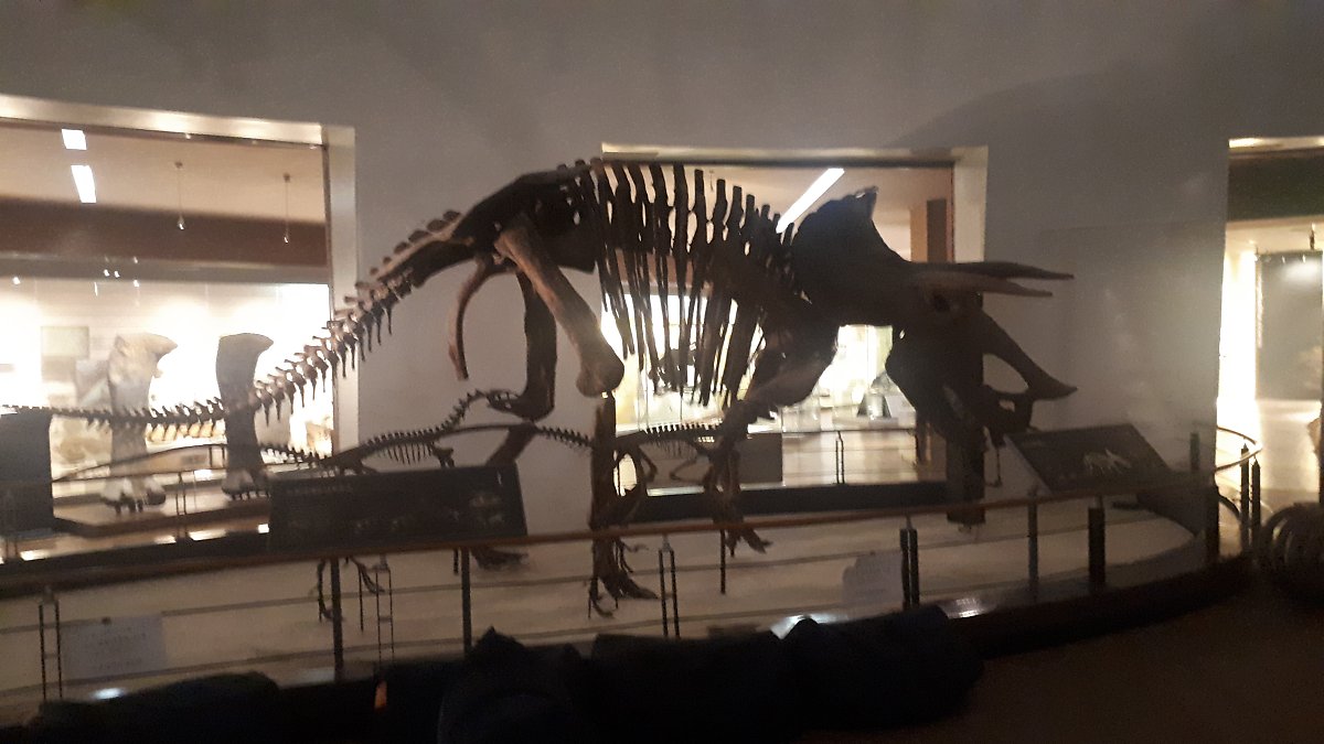 공룡화석·운석·광물···목포자연사박물관서 46억년 지구 신비 체험 : 네이버 포스트
