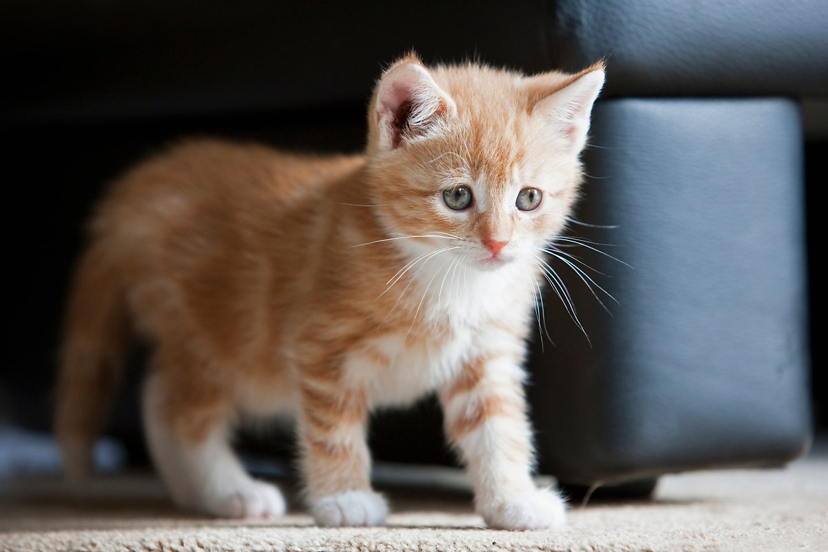 고양이수명 - 길냥이가 3년밖에 못사는 이유 : 네이버 포스트