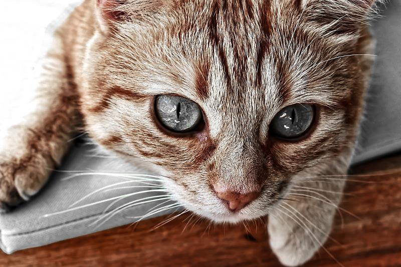고등어 태비 고양이에 대한 재미있는 사실들 : 네이버 포스트