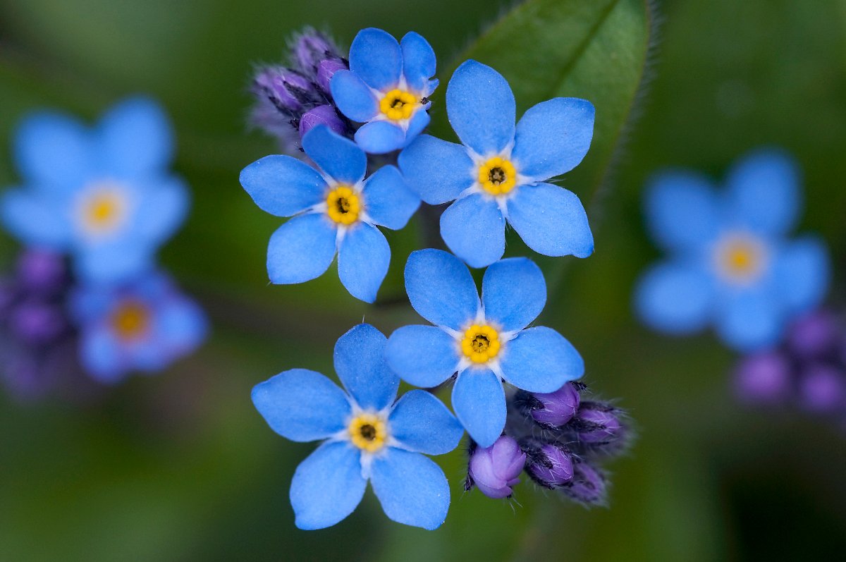 시원한 느낌을 주는 푸른색의 파란꽃 종류 알아봐요! : 네이버 포스트