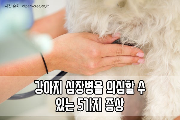 강아지 심장병과 고양이 심장병 증상, 동작구 정겨운 동물 병원 1