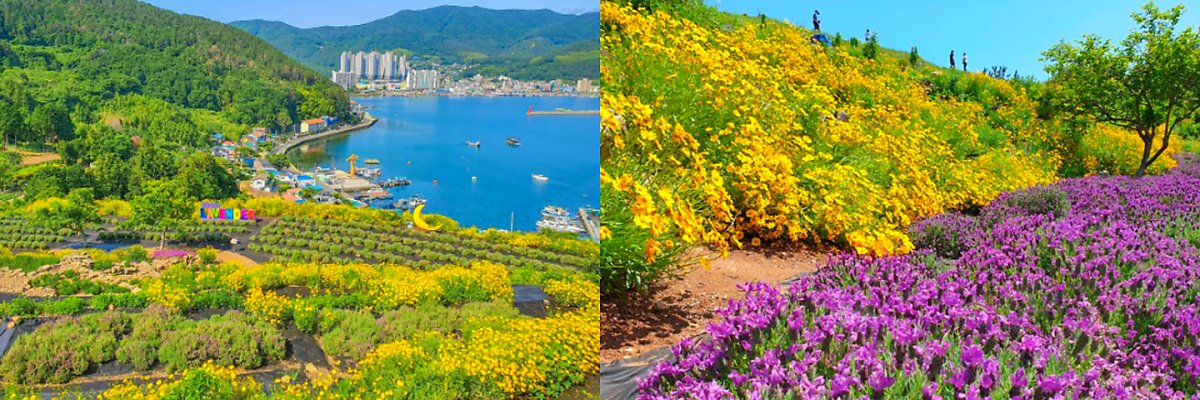 한국에서 2번째로 큰 섬에서 볼 수 있는 흔한 풍경.jpg 8 image 5028658631623218944328